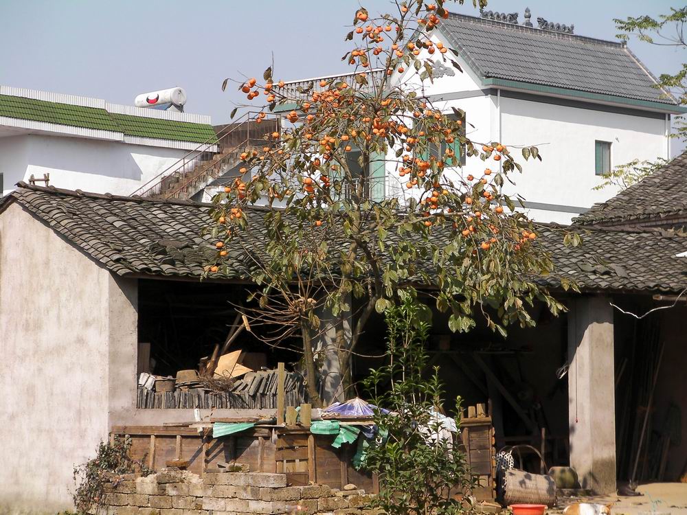 乡居柿红.JPG
