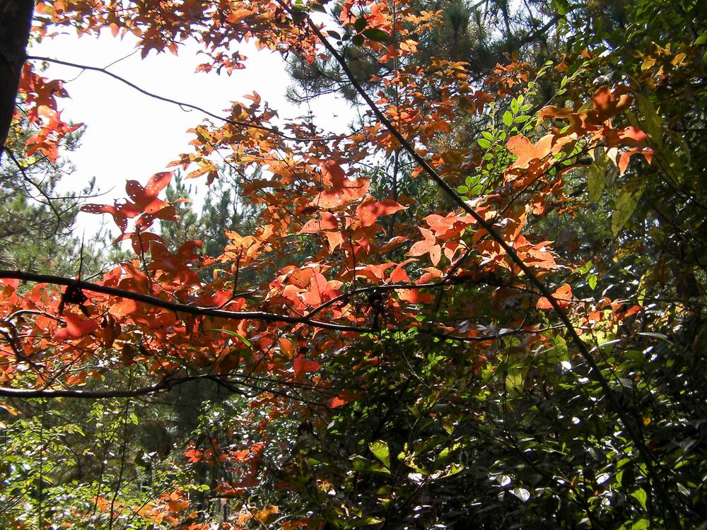 鬲山红叶x (2).JPG
