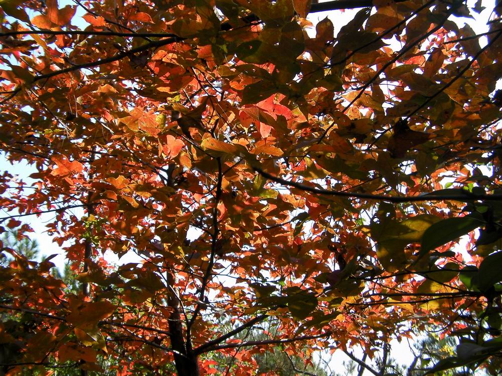 鬲山红叶x (1).JPG