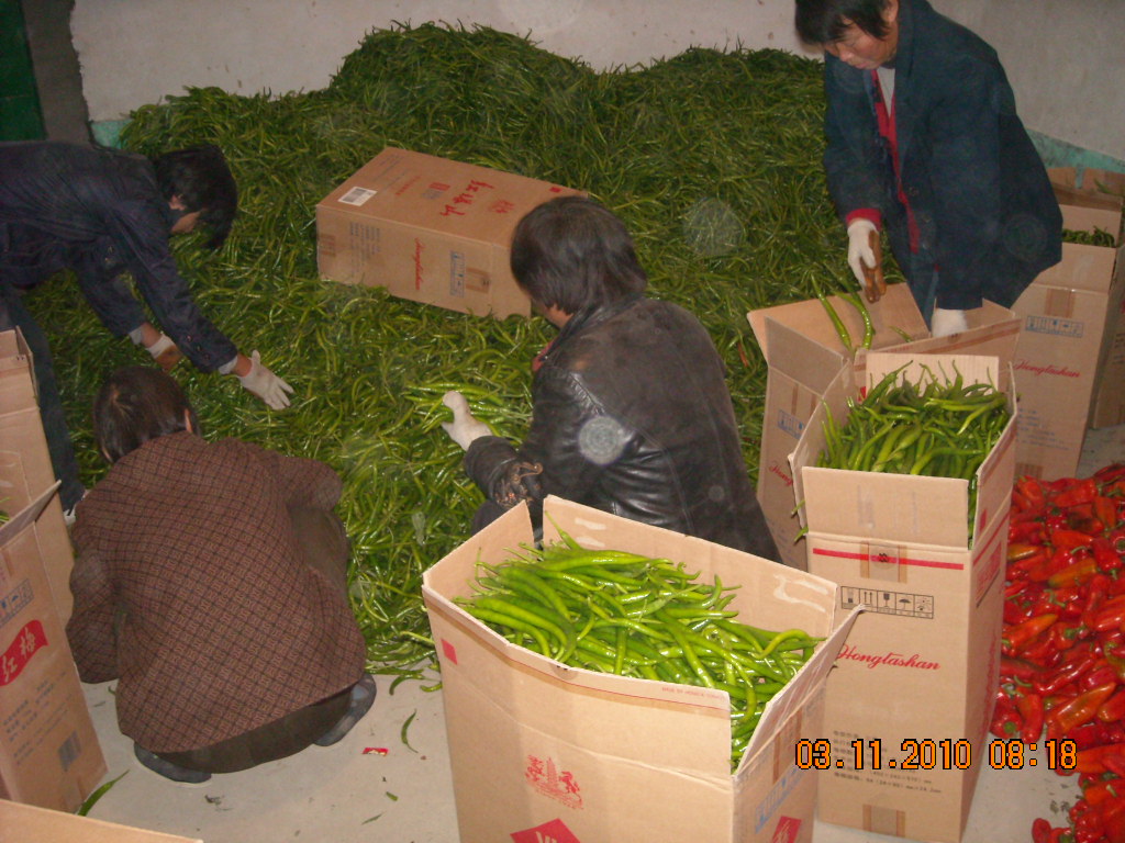 大椒主产地阜南县会龙乡汪姓特到少