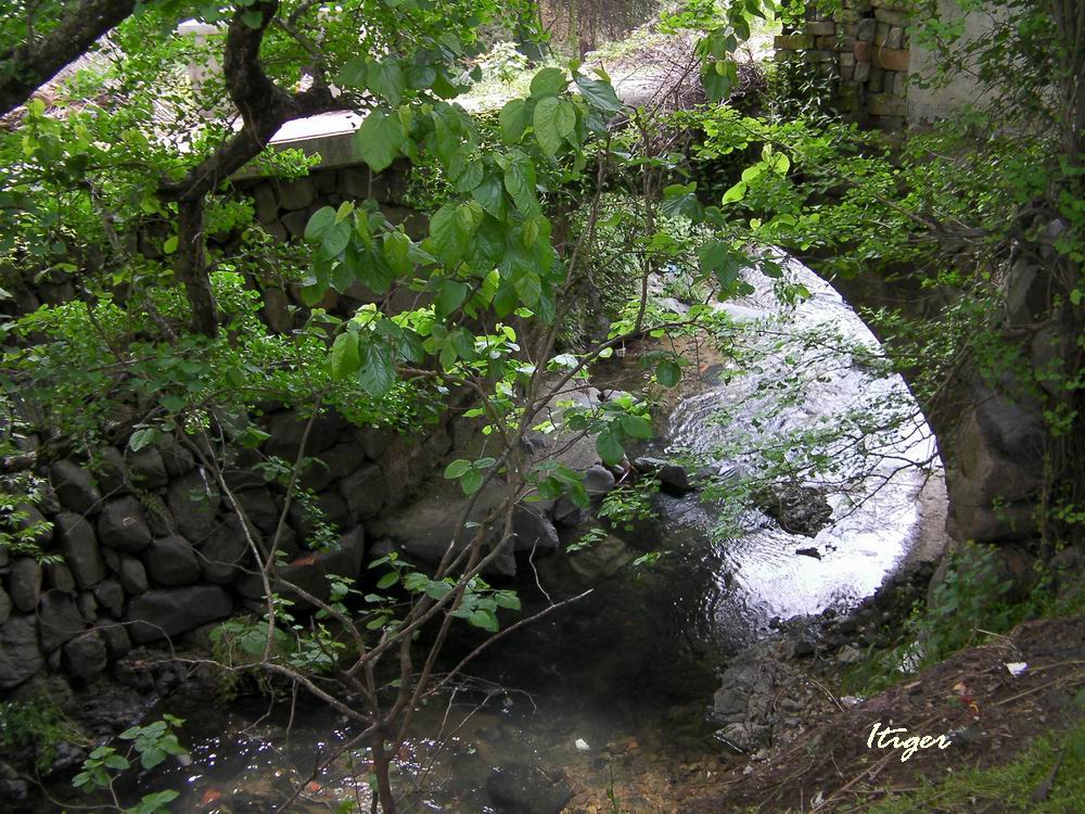 银杏树旁蔡水溪 .JPG