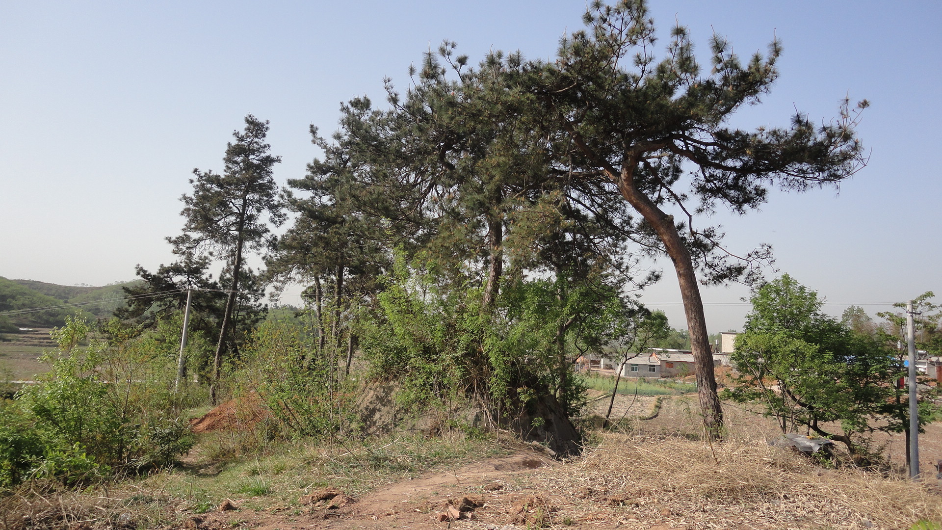 添琳公坟场地152年古树