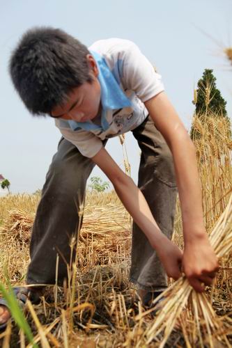 5月28日，汪舒生顶着炎日收割小麦