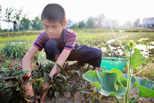 5月18日，汪舒生在菜园摘自己种的苋菜。（