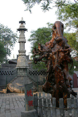 位于山西洪洞县城西北广济寺旁边的槐根。