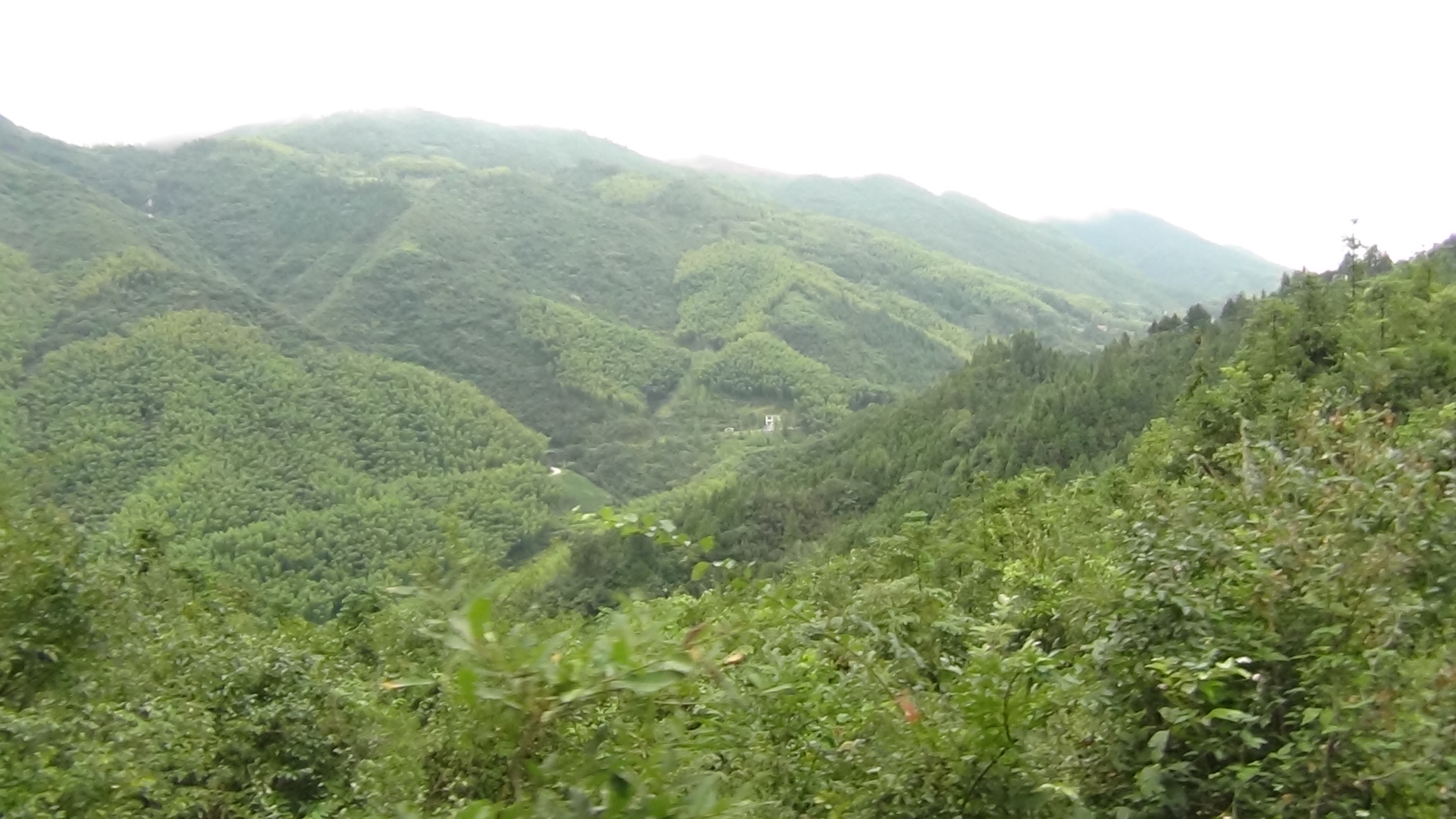 十万大山里抱儿山在云中