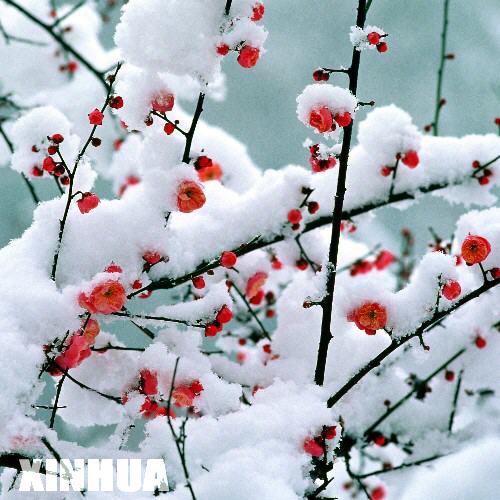 白雪红梅图