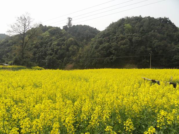 江西省浮梁县桃墅村的油菜花1.JPG