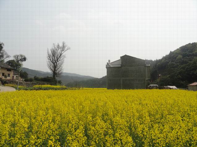 江西省浮梁县桃墅村的油菜花3.JPG