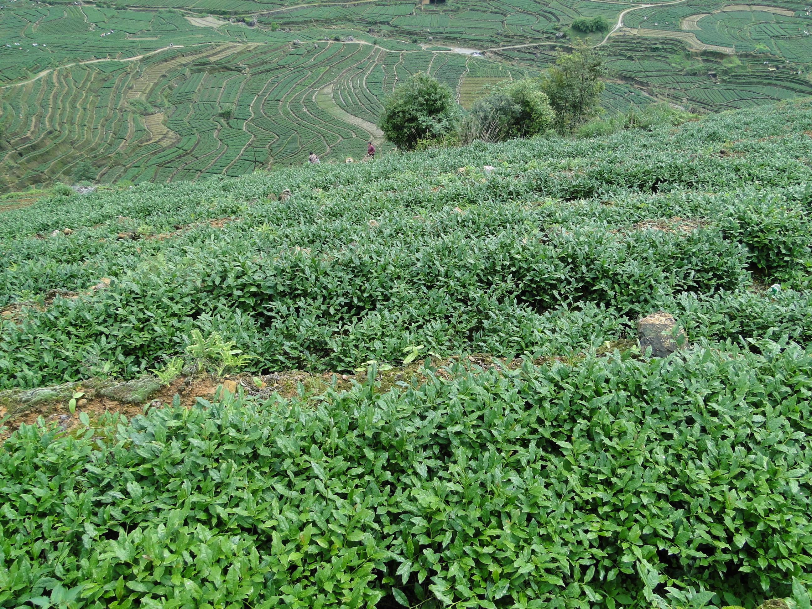 茶园一角
