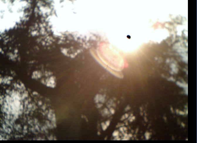 千年古树——红豆衫