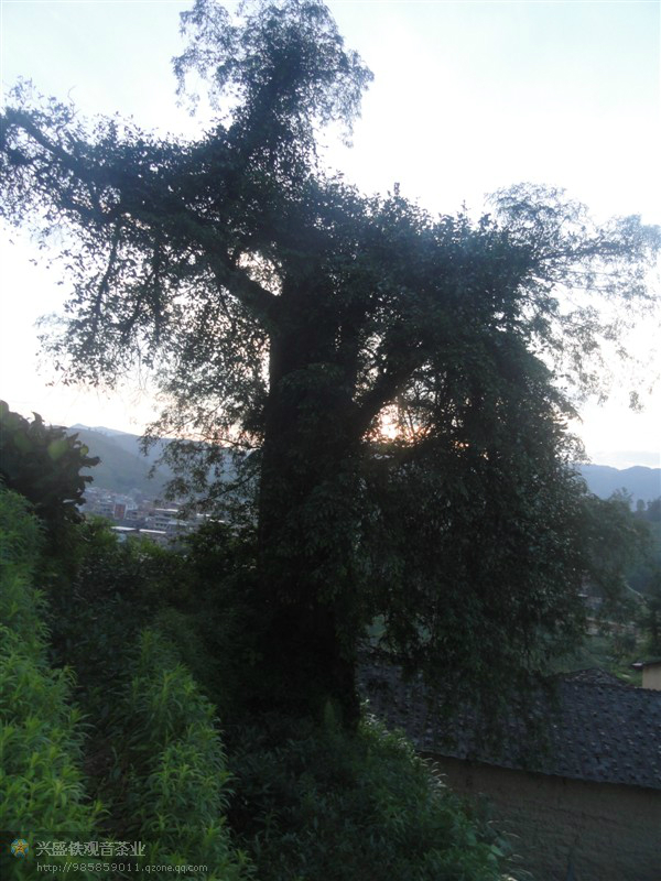 树冠像一匹奔驰的骏马