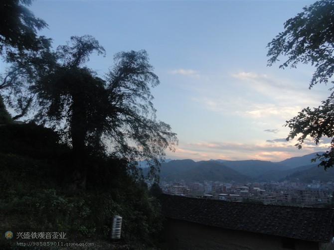 在夕阳的照耀下古树和霞春显的更加美丽