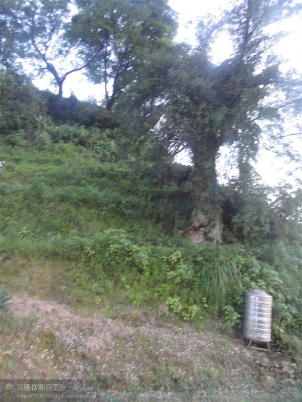 千年古树红豆衫