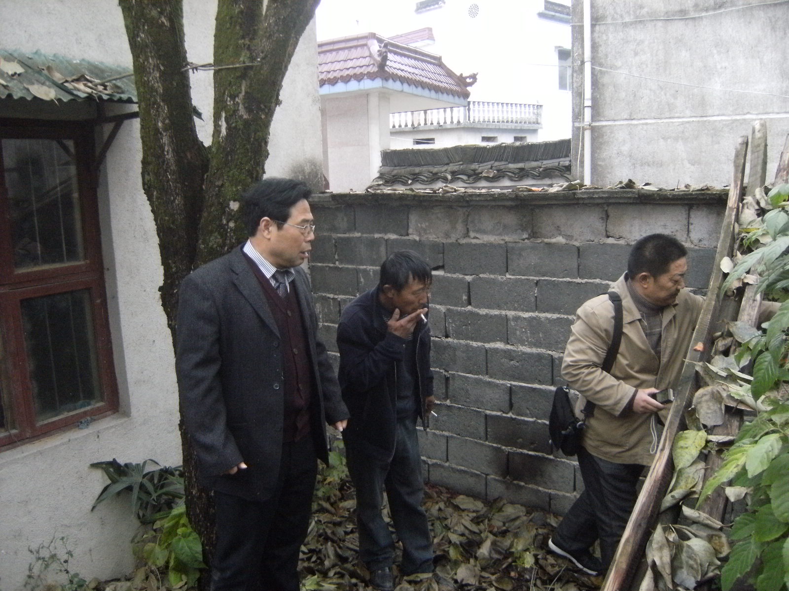 墙内的野柿子树越长越大