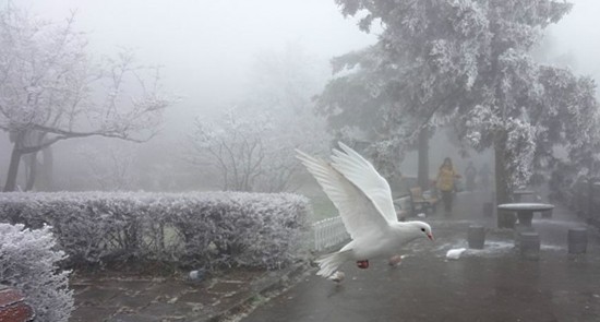 2012、12、21枯岭街花园