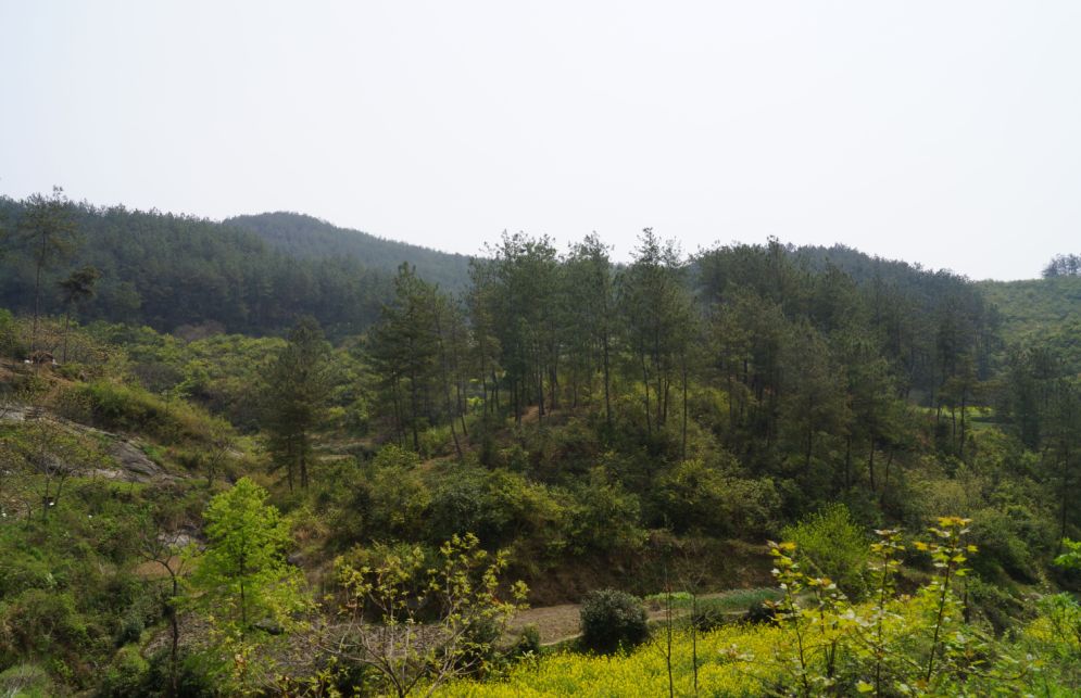 四、五、六、七世祖、妣墓葬地