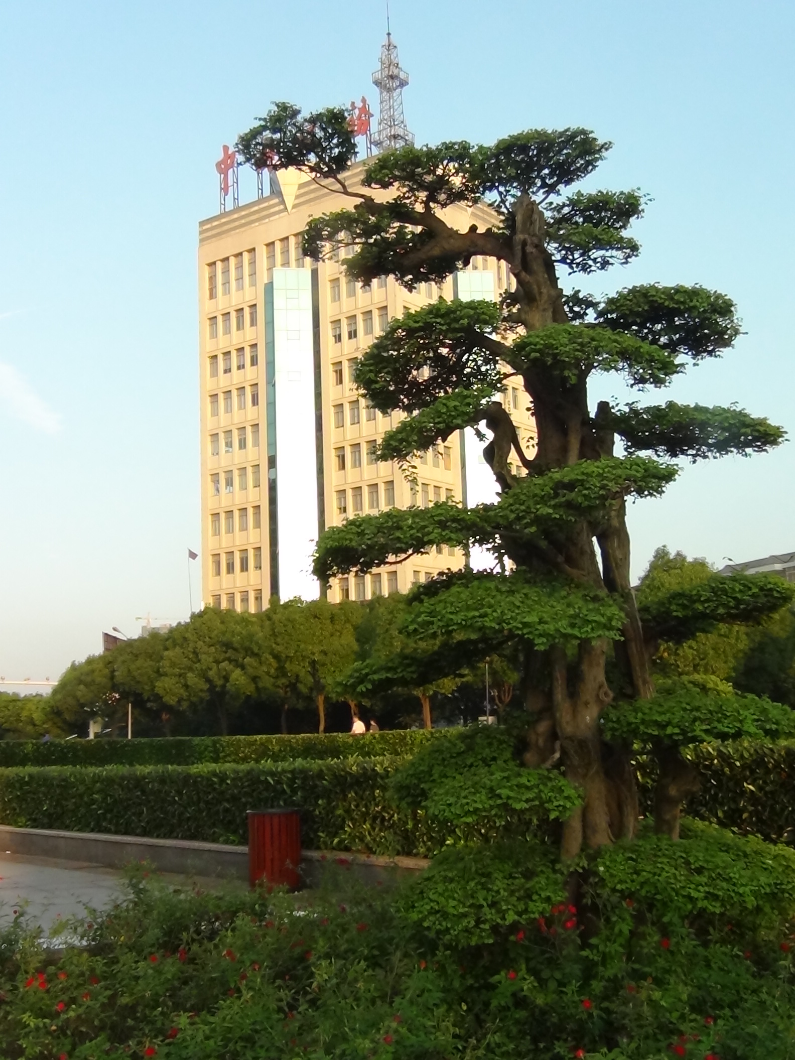 宝塔榆树象征汪氏上下一心修通谱