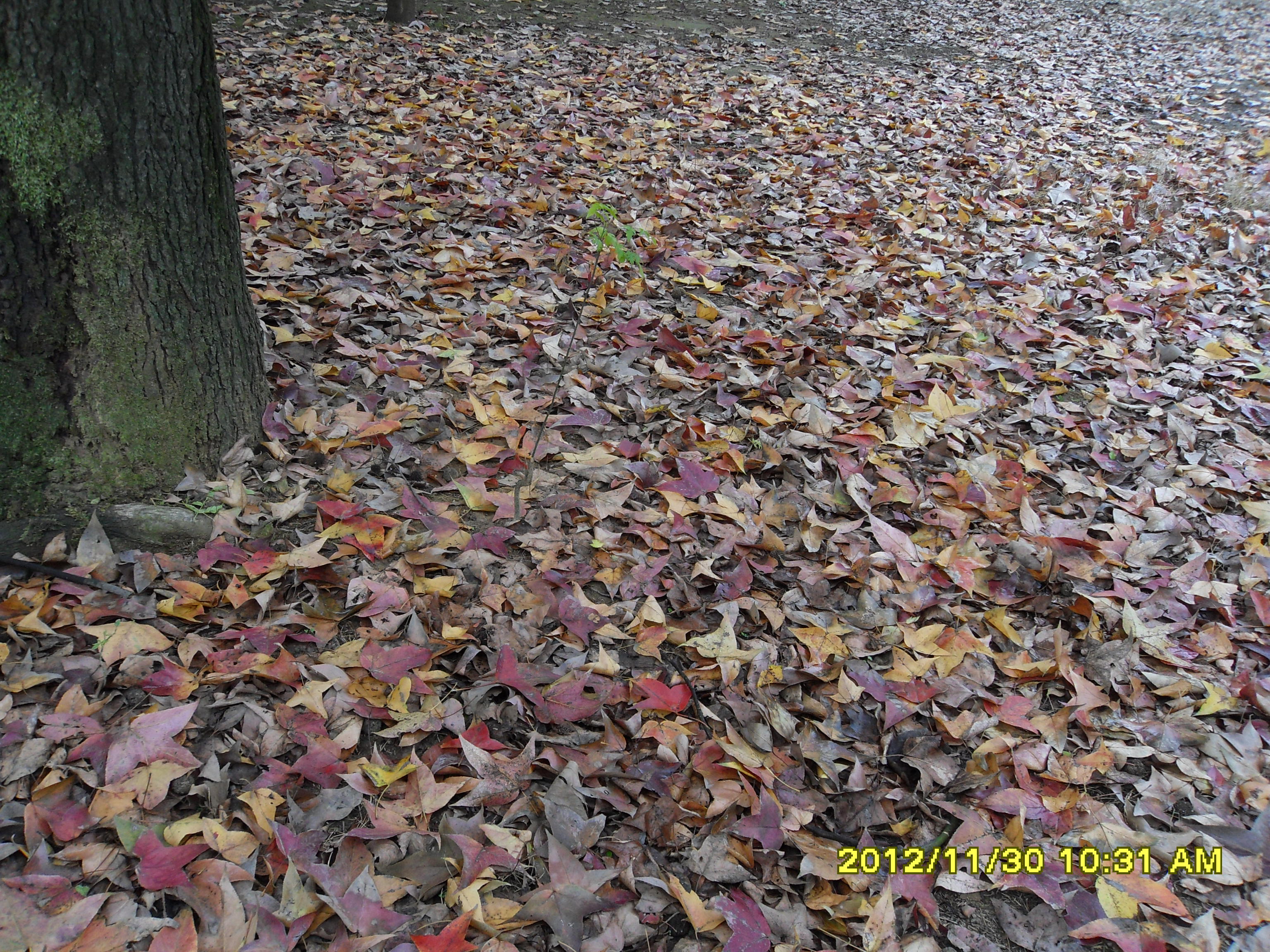 树高千尺叶落归根