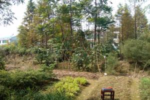 汪氏宗祠后面的竹林